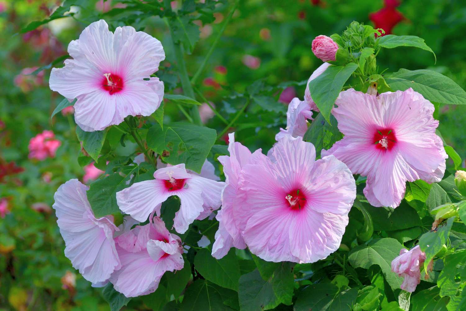 Cluster of blooming hibiscus flowers and leaves