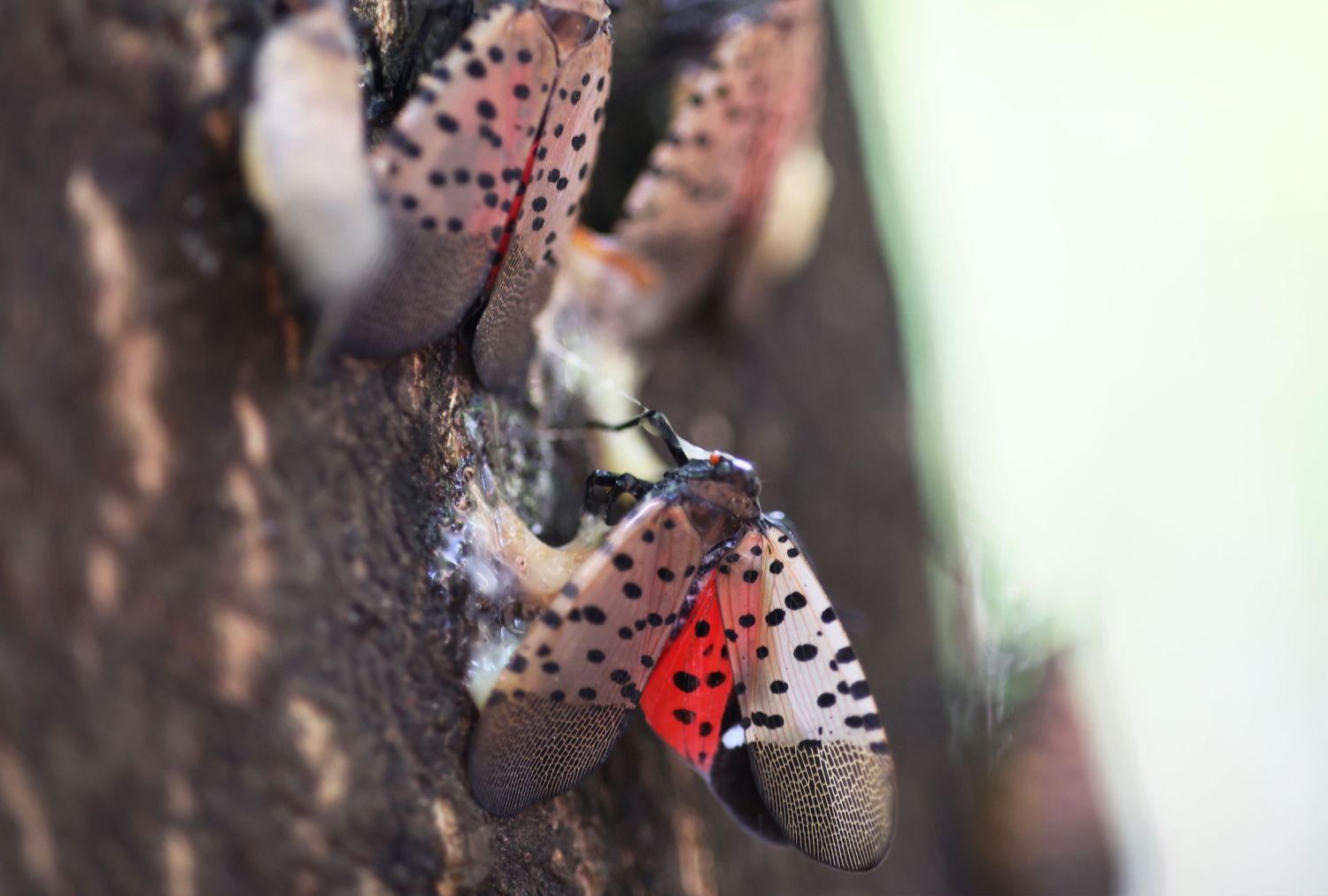 Spotted lanternflies clustered on a tree trunk