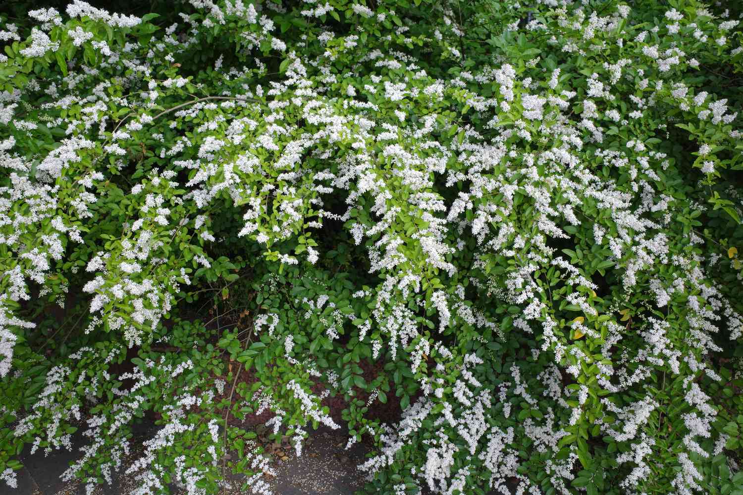 Chinese Privet in bloom