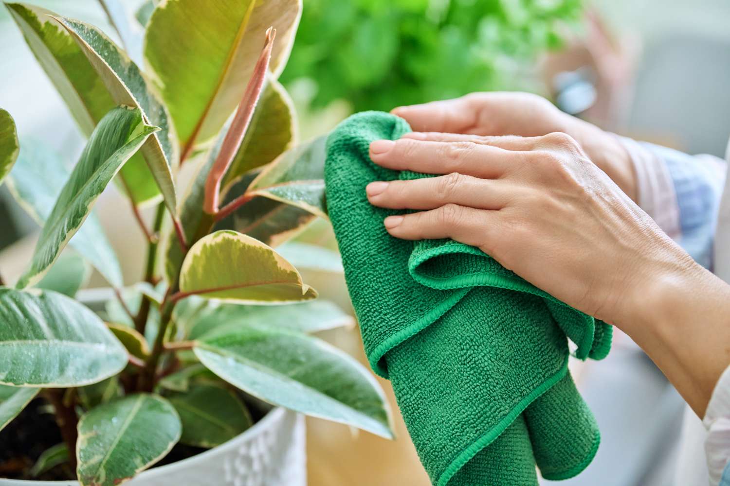 Woman caring for house plants in pots, wiping dirt and dust from plant leaves