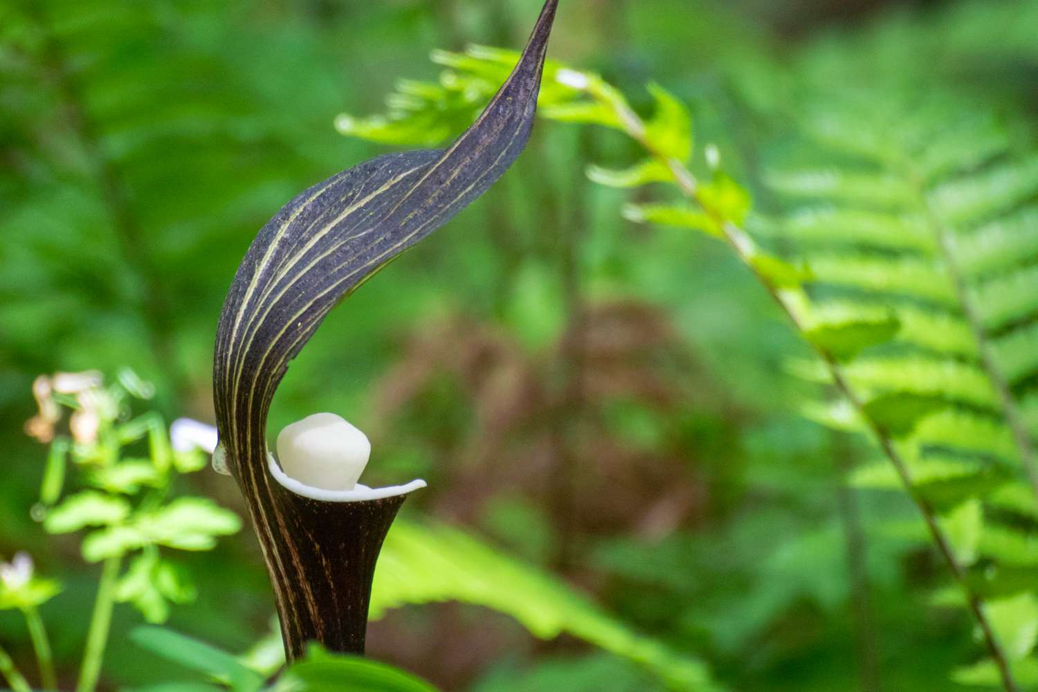 Arisaema Sikokianum