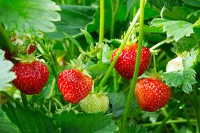strawberry bush 