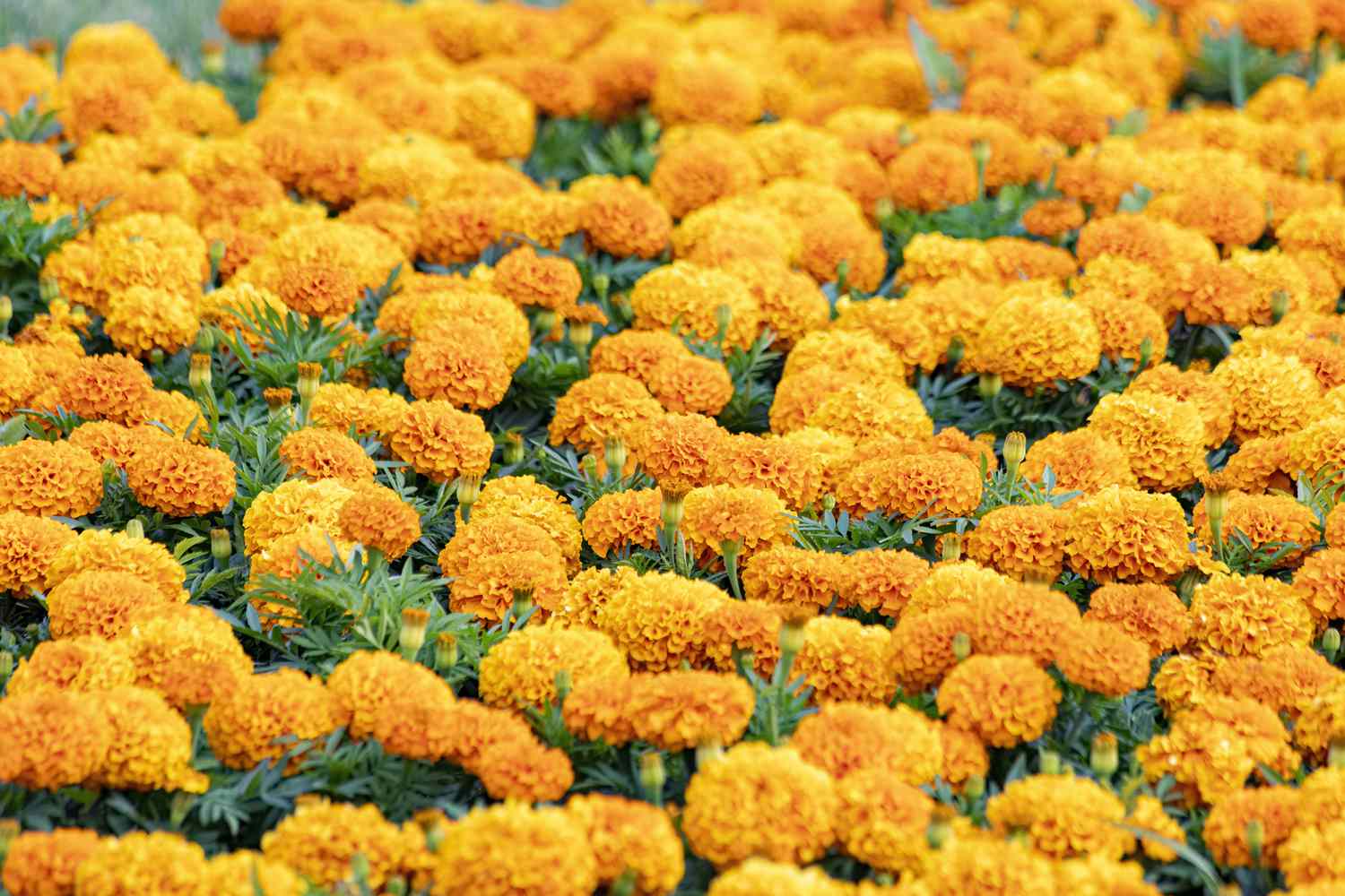 Tagetes erecta (known as the Mexican marigold, Aztec marigold, or African marigold) is a species of the genus Tagetes native to Mexico.
