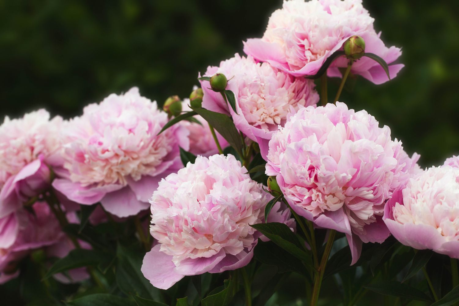 Peony Sorbet in garden on sunny day