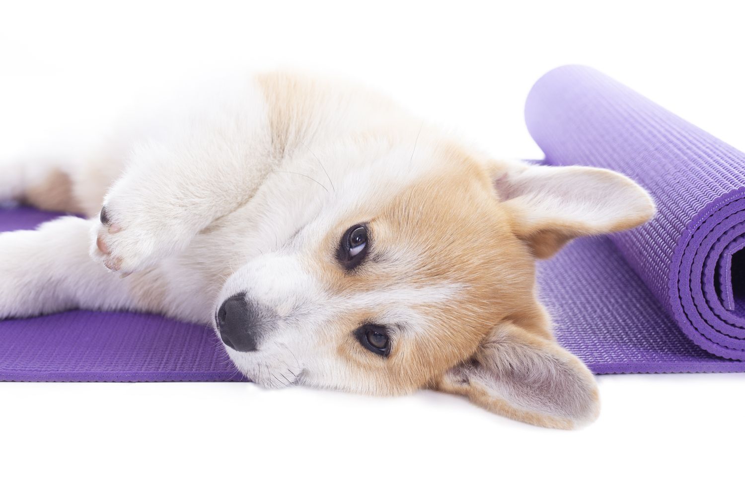 A Corgi puppy lying on a purple yoga mat resting and looking forward