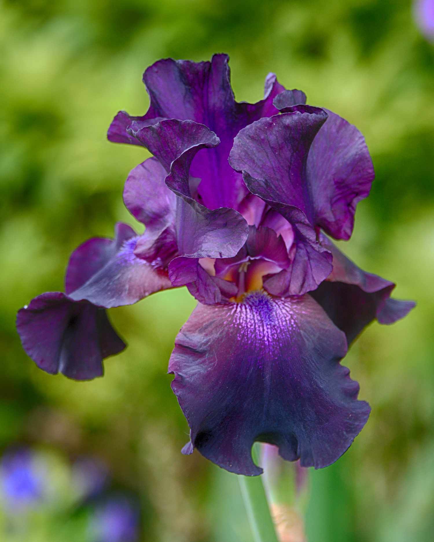 purple iris reblooming