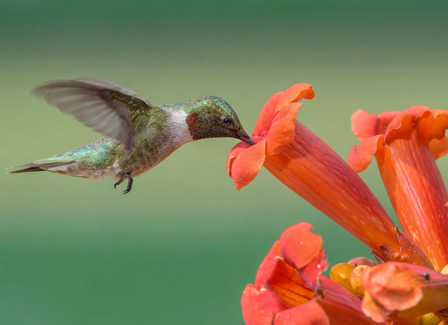 hummingbird and orange trumpet flower