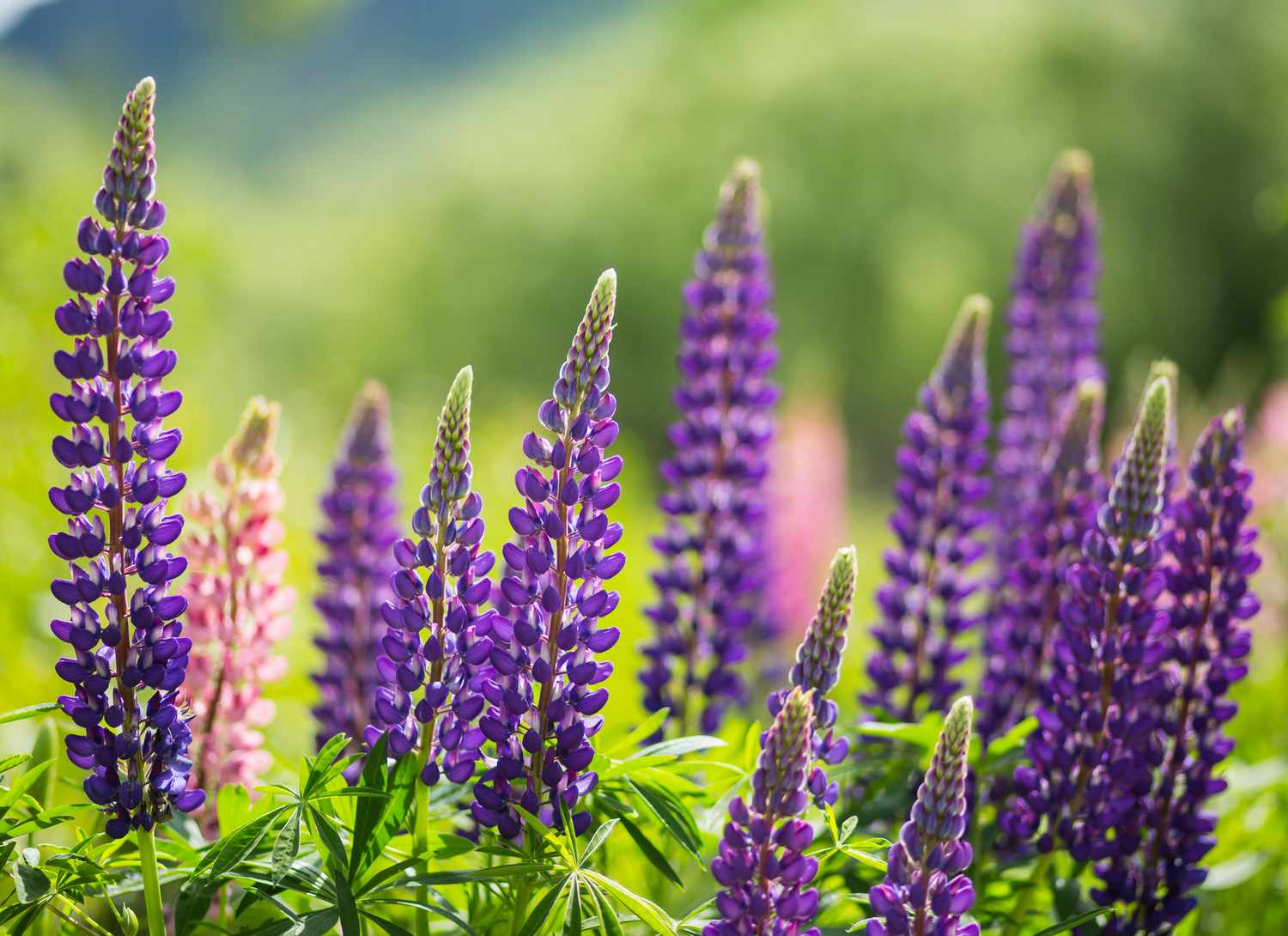 wild lupin with purple blooms in garden