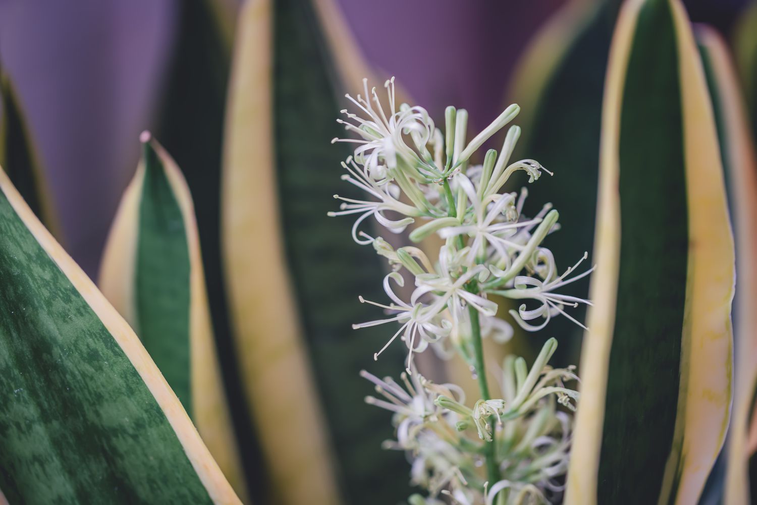 snake plant flower