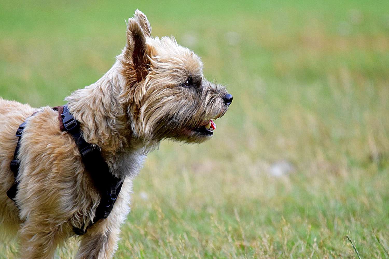 cute cairn terrier dog