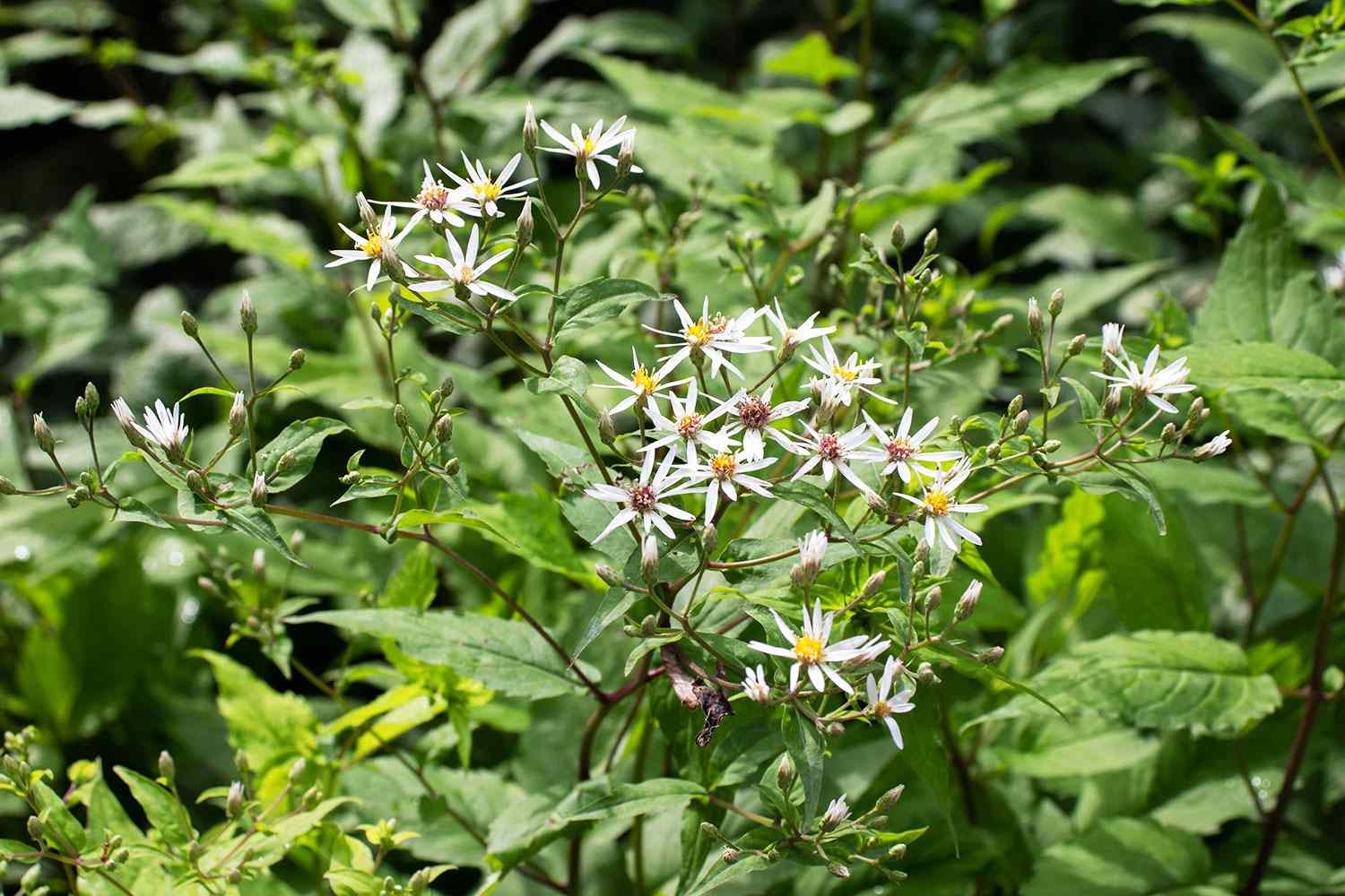 Schreber's Aster