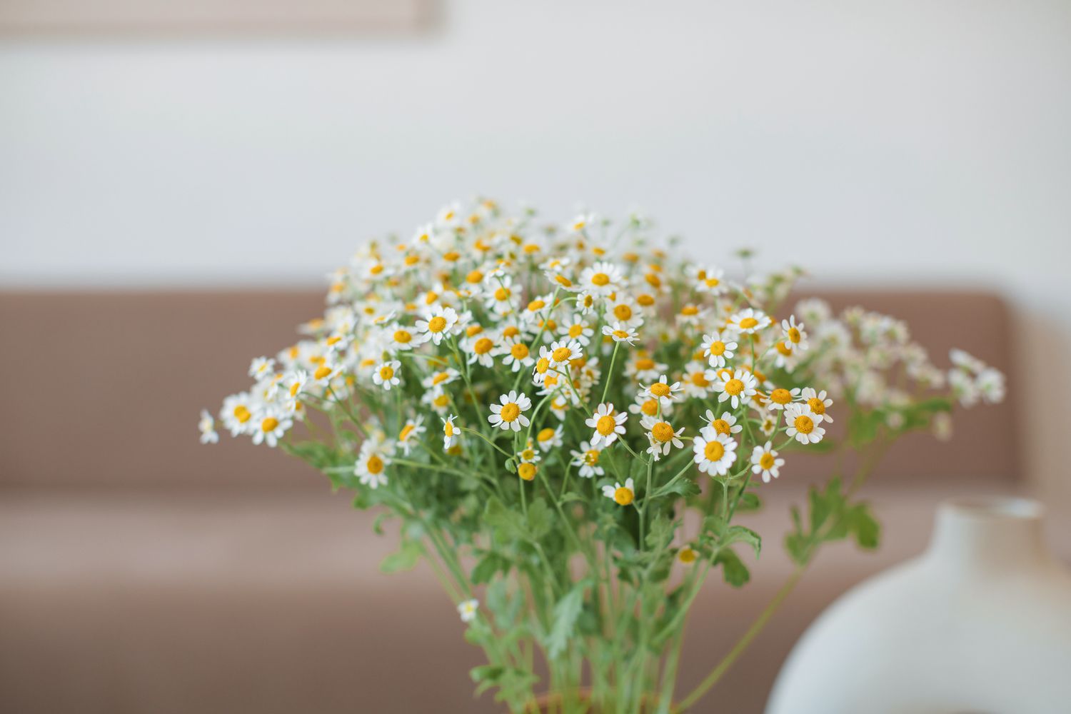 Daisies in vase