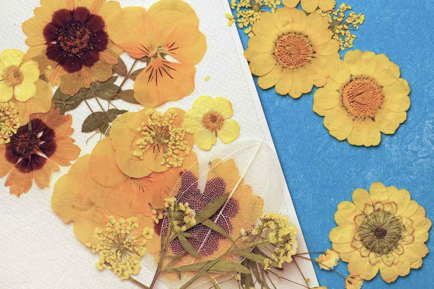 pressed flowers