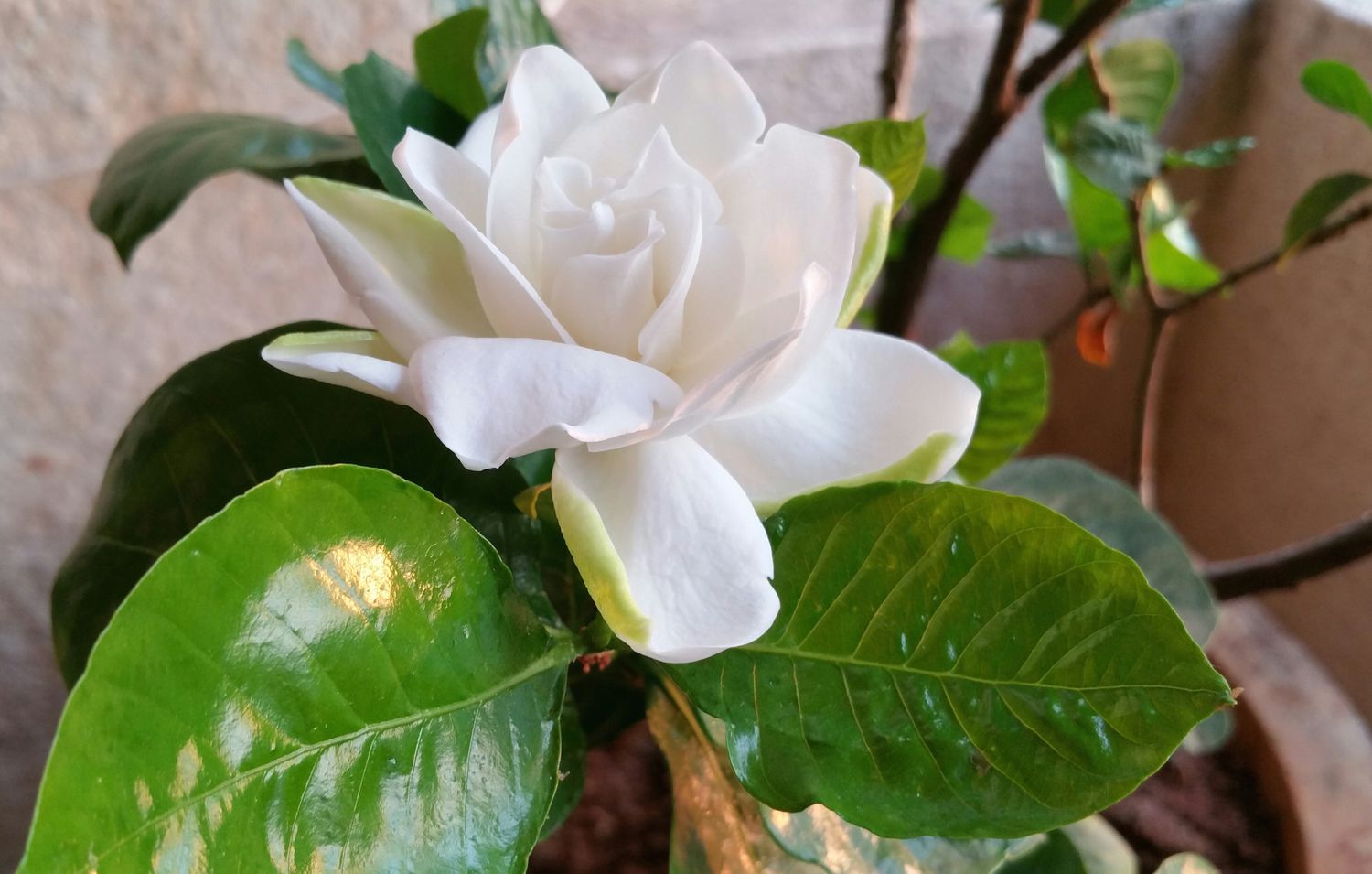 Gardenia