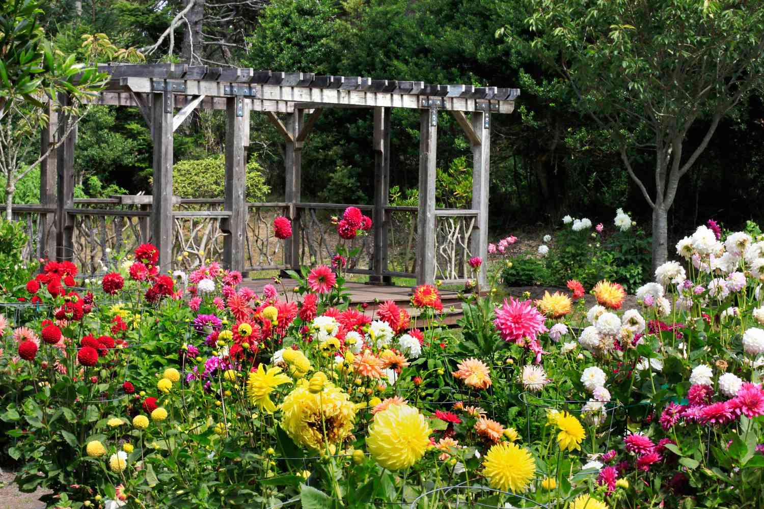 outdoor garden pergola