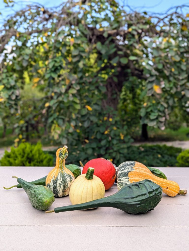 Pumpkins and gourds sitting on a table. 