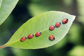 multiple ladybugs on a leaf