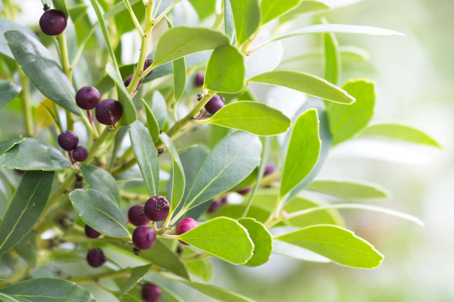inkberry leaves and berries