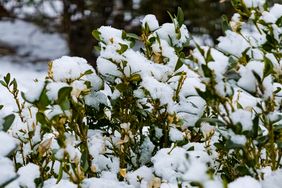 Snowcovered boxwood shrub in a natural setting