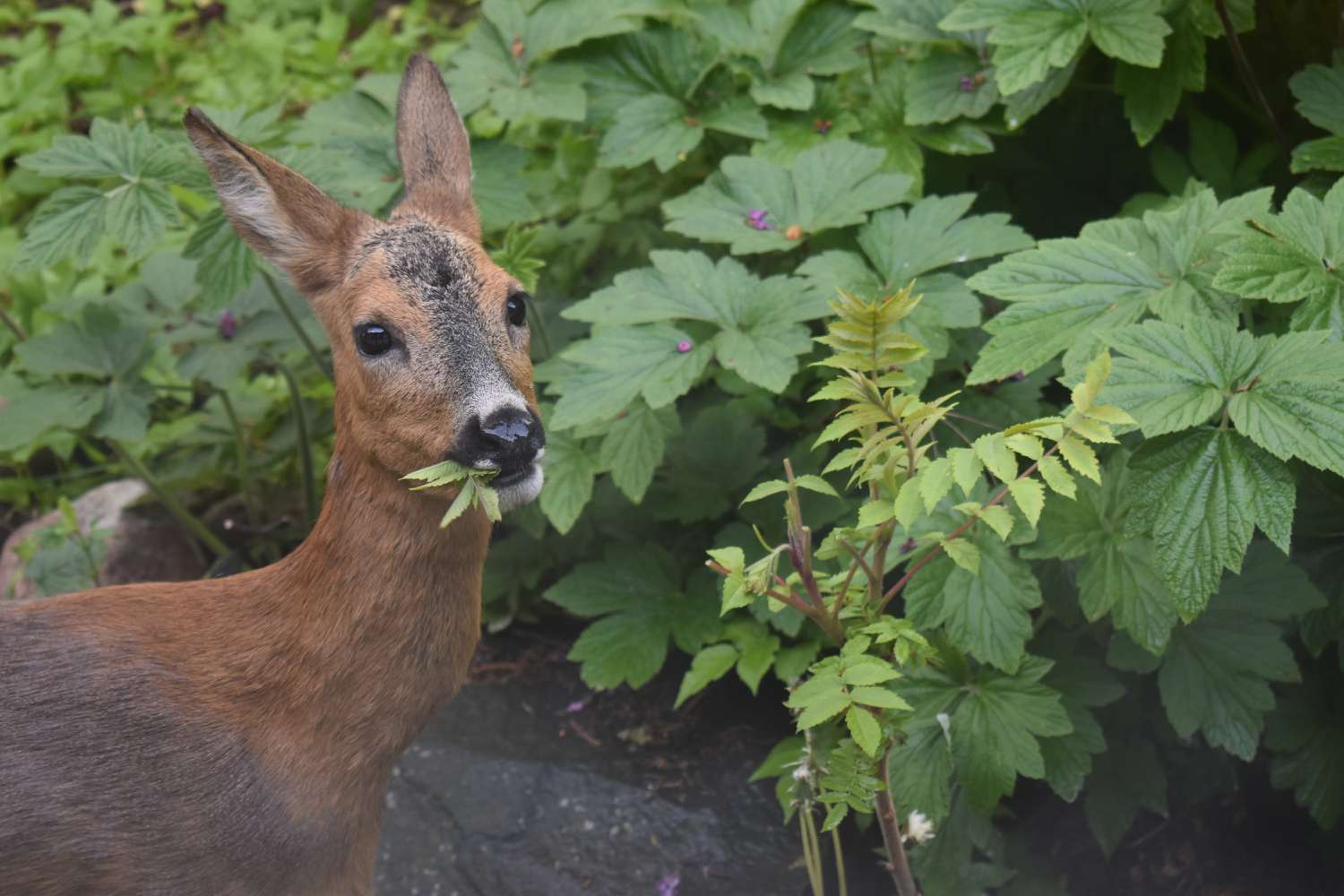 Deer eating leaves