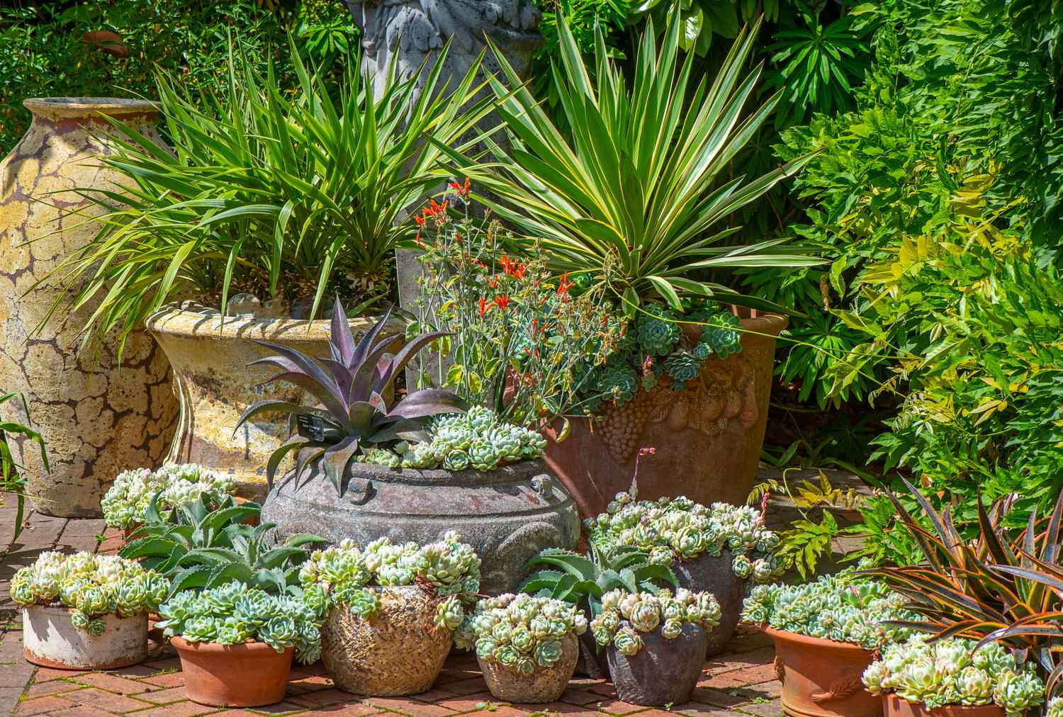 Various potted plants and succulents arranged outdoors with greenery and decorative ceramic pots in the background