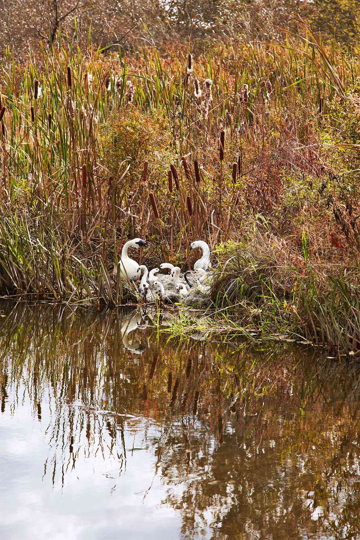 white pumpkins sculpted to be swans