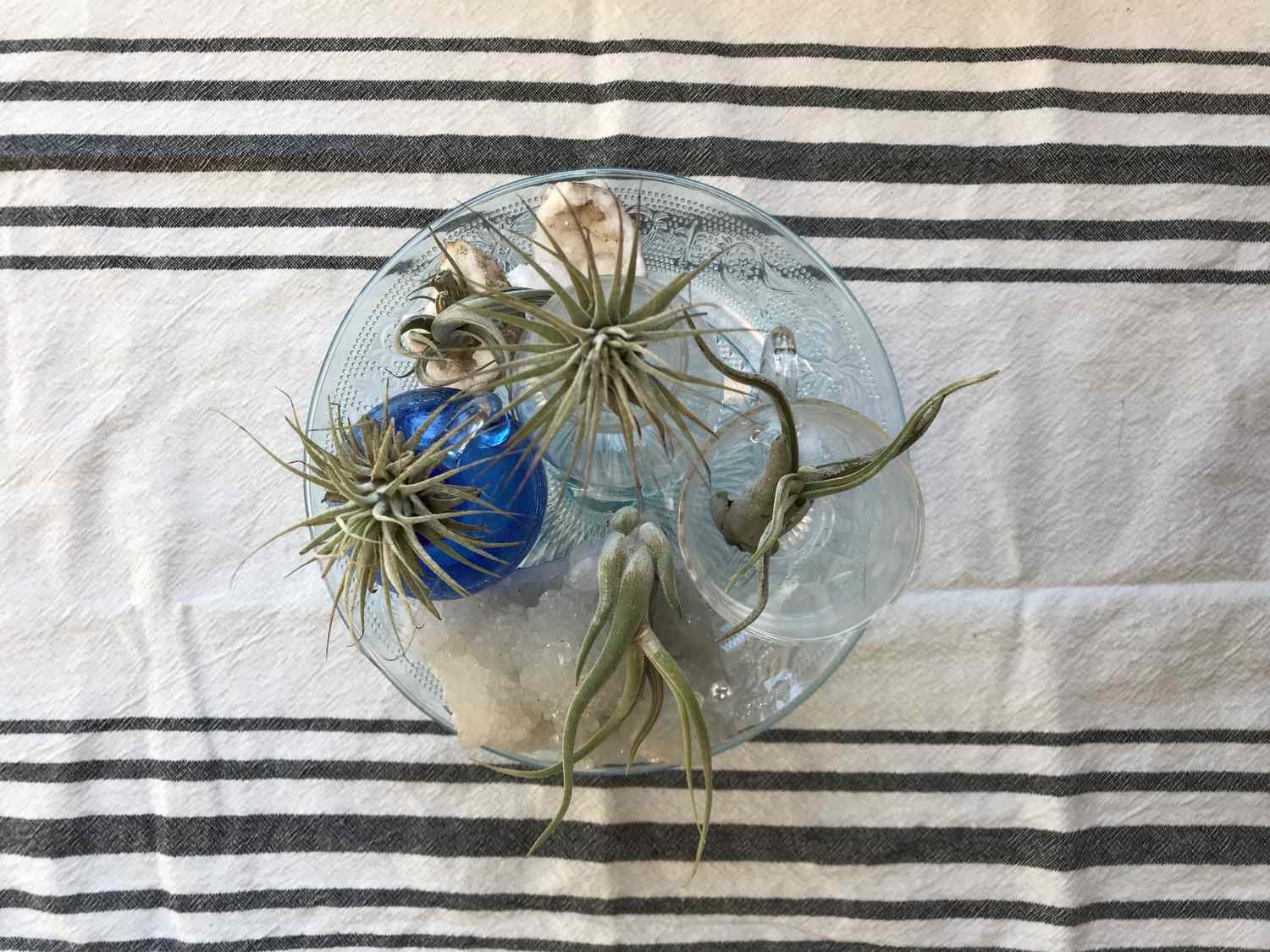 Air plants and decorative objects arranged in a glass bowl on a striped tablecloth