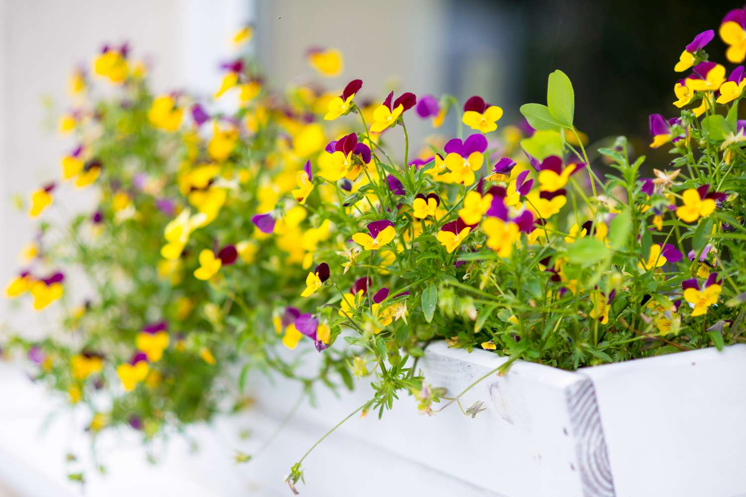 Window boxes of pansies