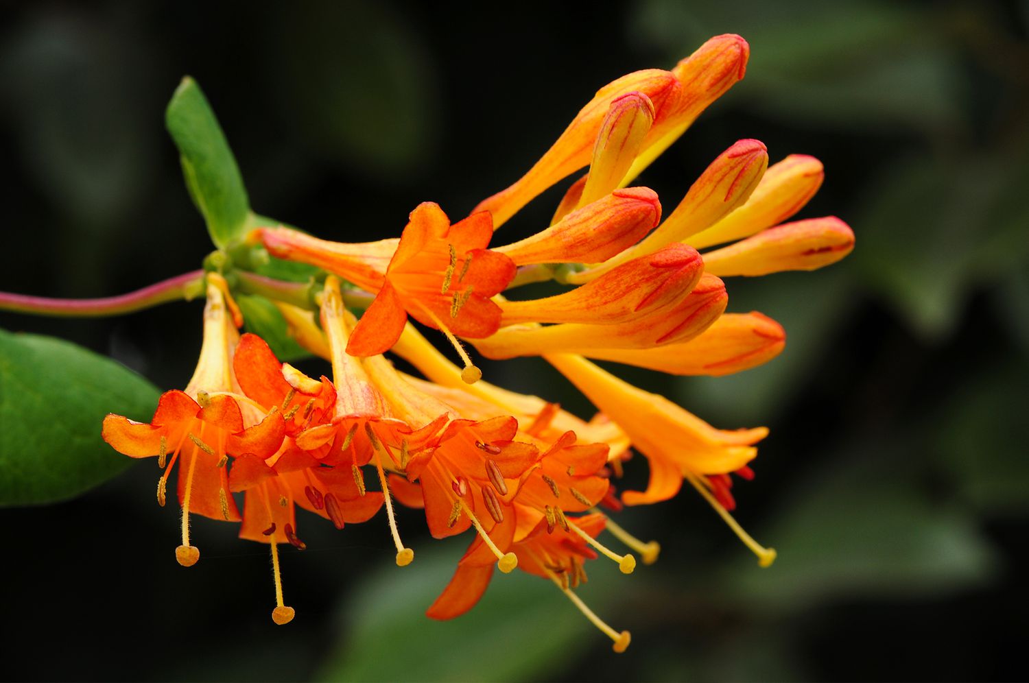 orange honeysuckle