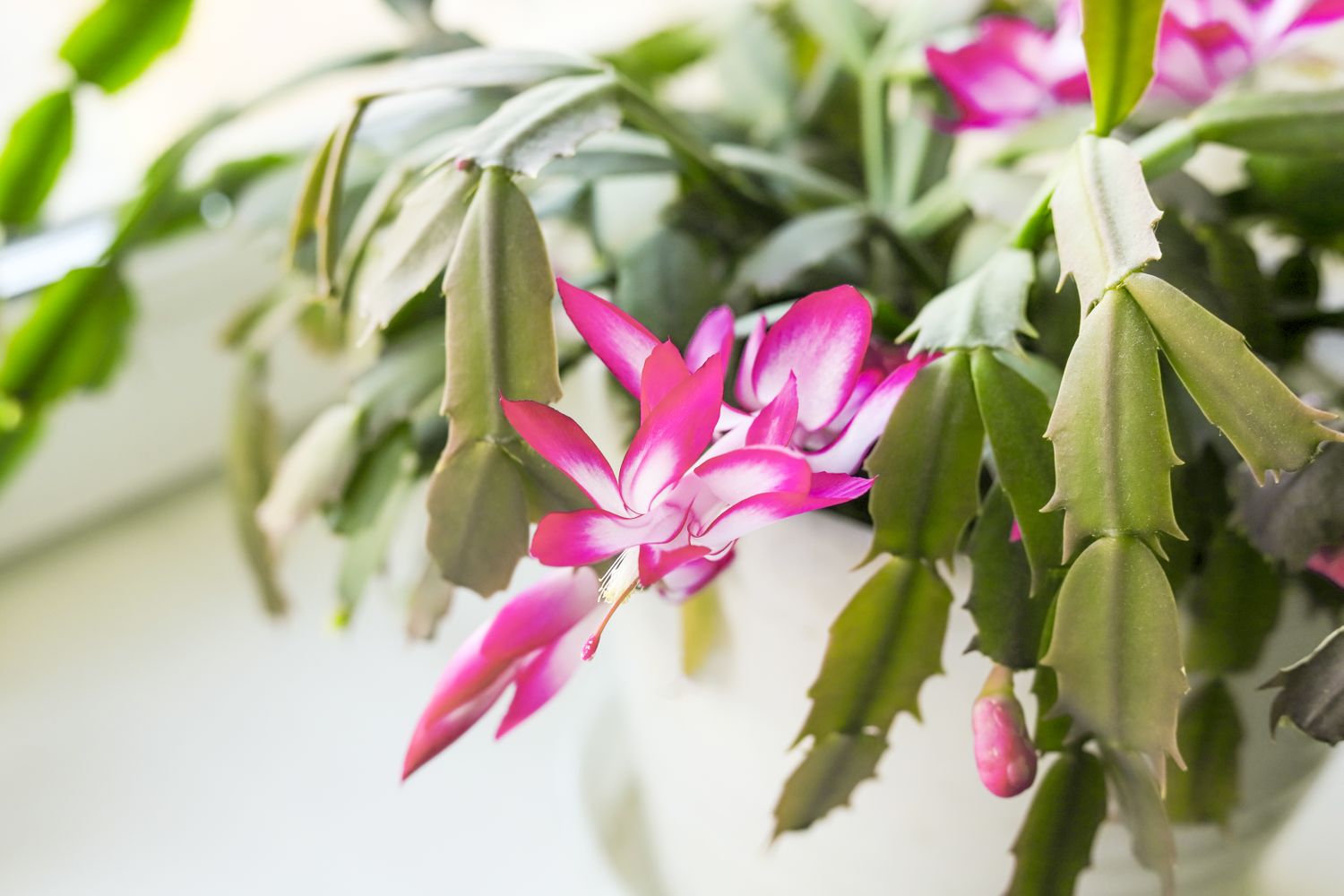 A Christmas cactus with vibrant pink blooms in a pot