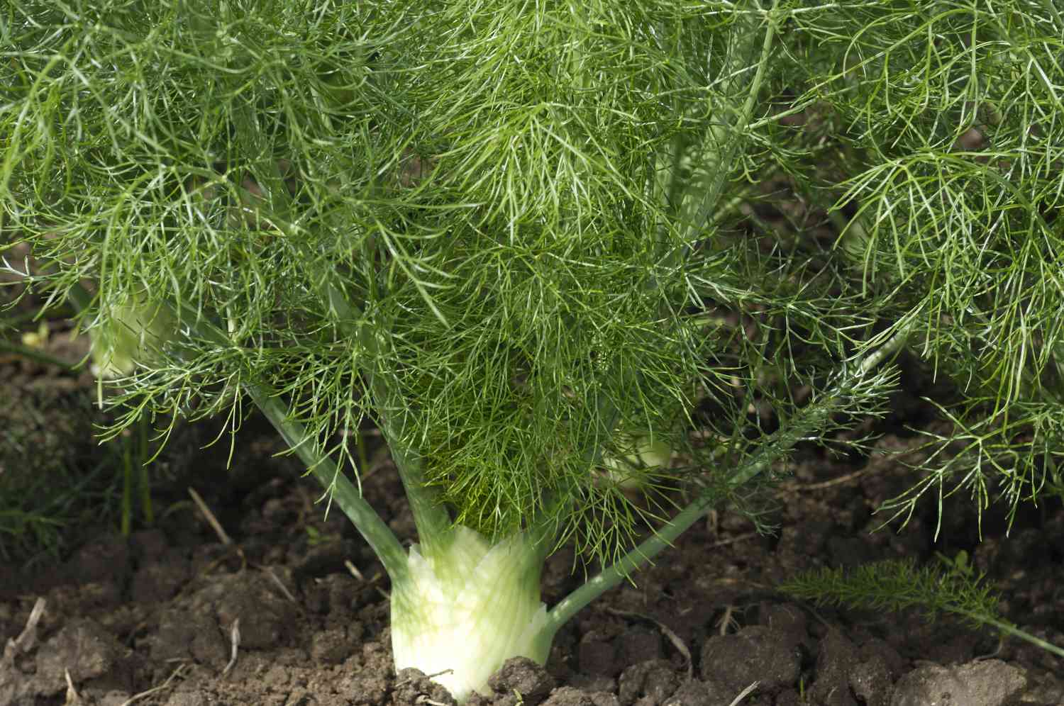 Close-up of Organic Fennel Plants Growing on Rural Farm