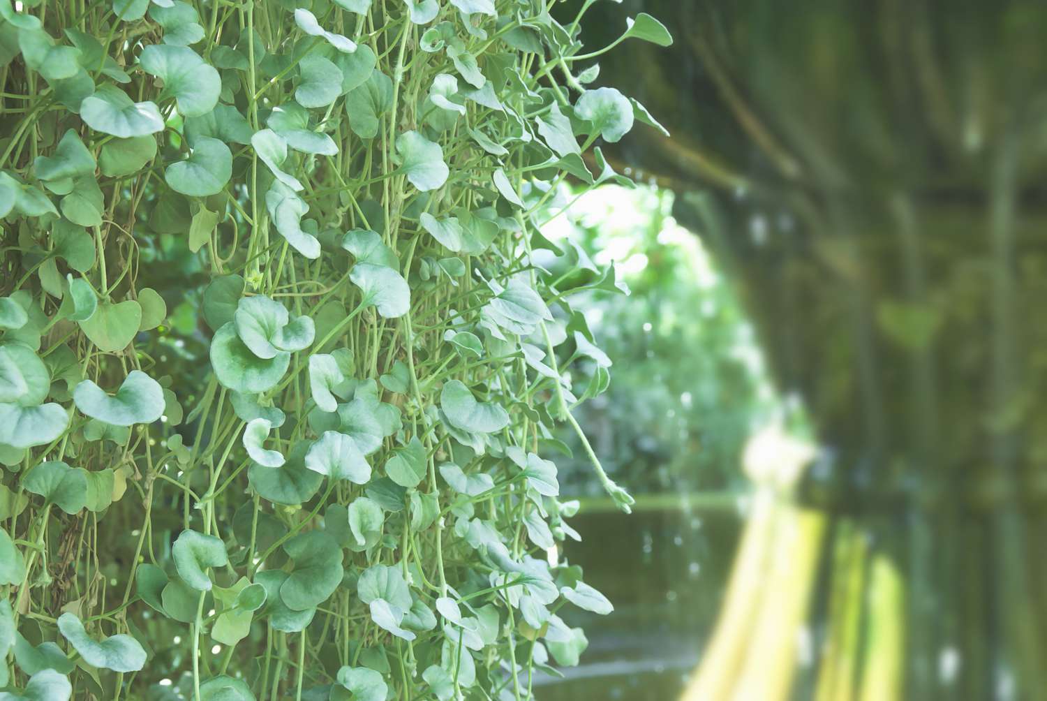Closeup of Dichondra argentea Silver Falls Plant