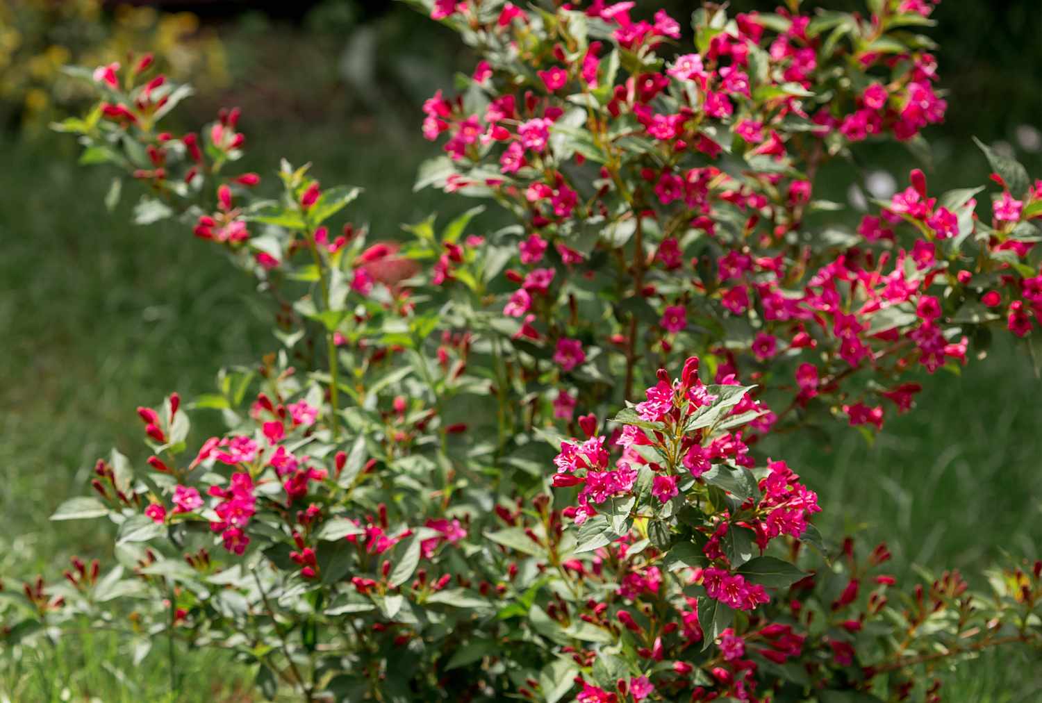Weigela Spilled Wine shrub with flowers displayed outdoors