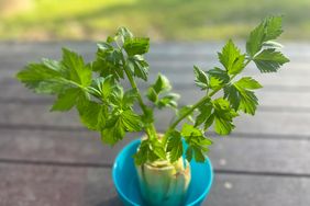 Regrowing Celery from scrap stalk