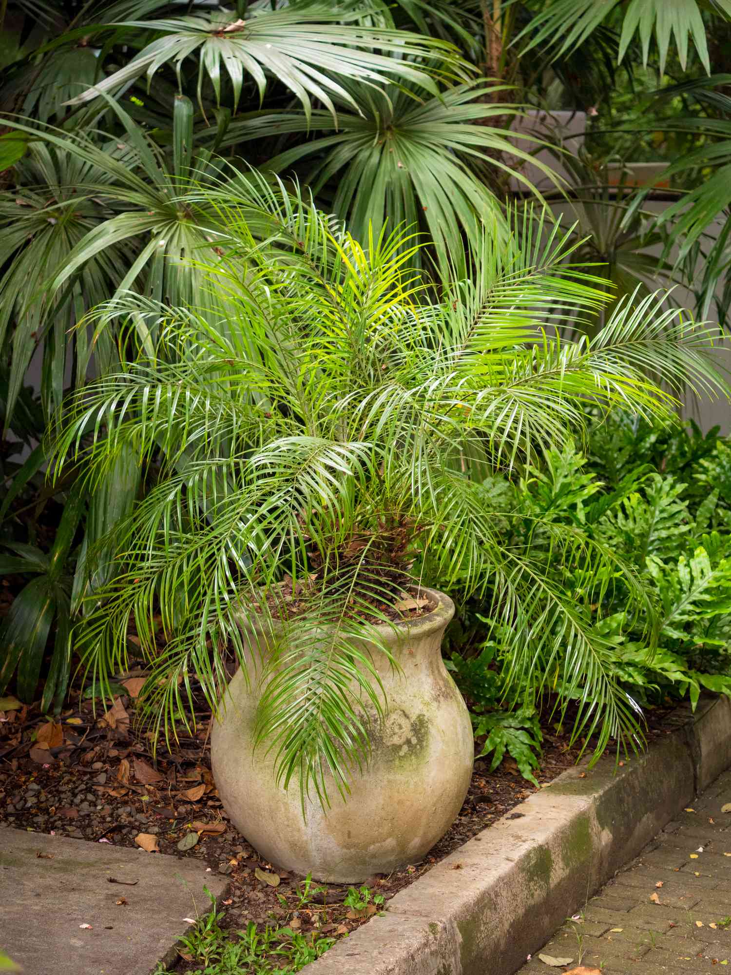 Pygmy Date Palm in a White Pot in a Garden