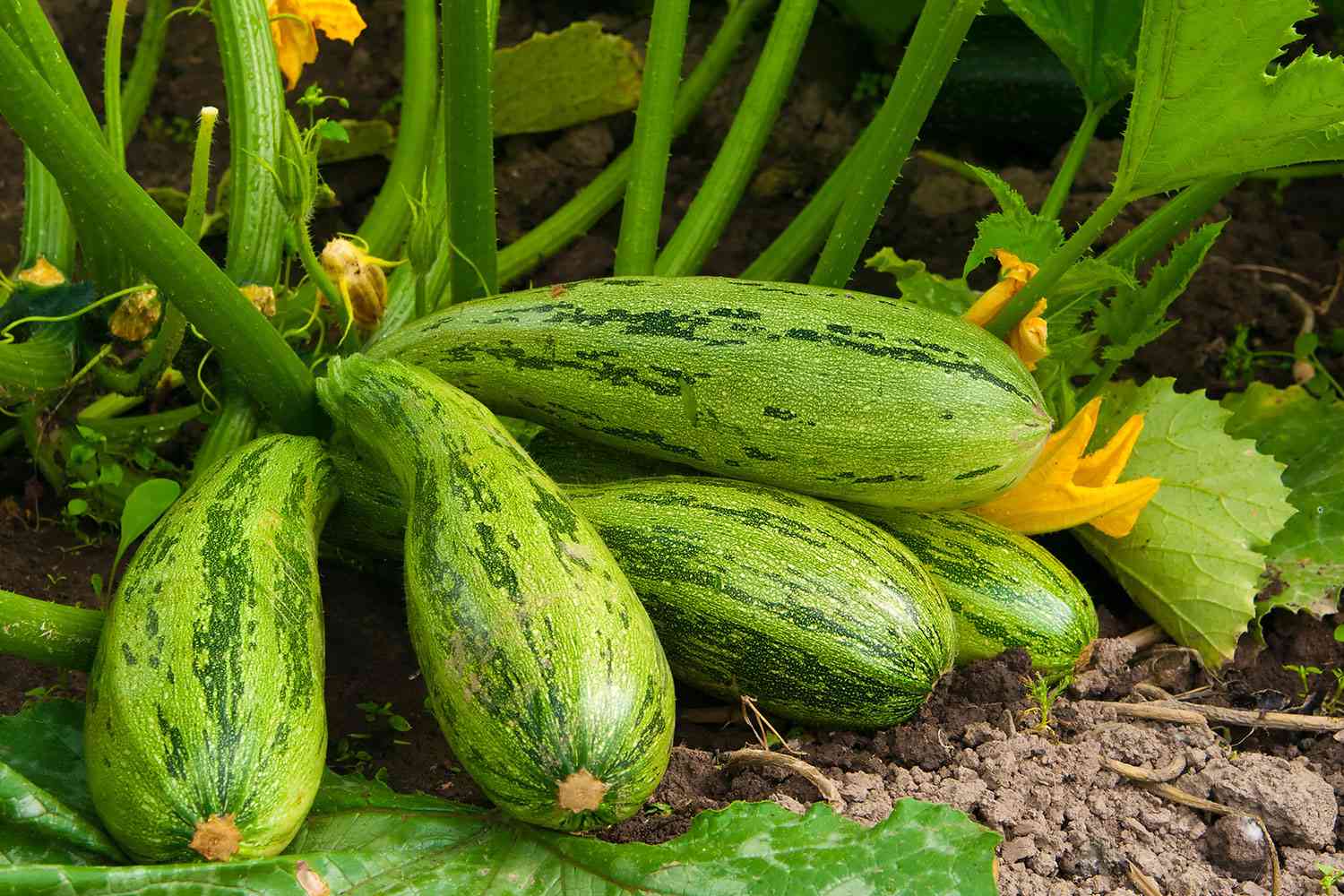 Squash growing in garden