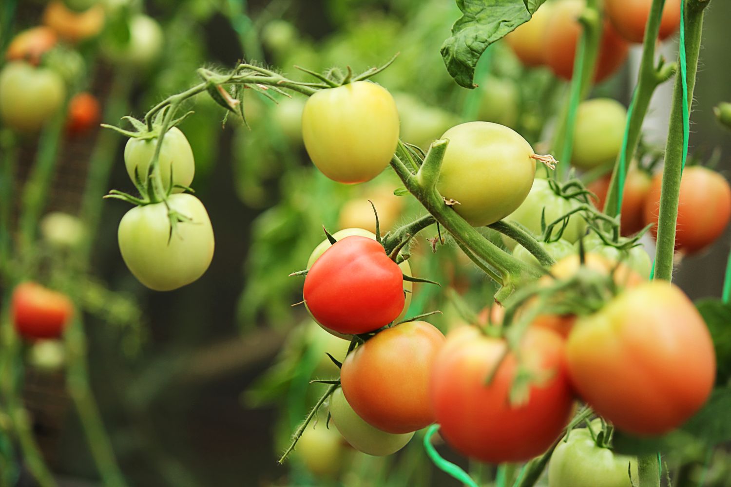 Red tomatoes and green tomatoes on a branch, rich harvest, organic vegetables. Selective focus, close-up.