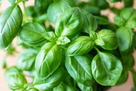 Closeup of fresh basil leaves