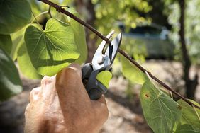 A hand using a pair of pruning shears to cut a branch with leaves