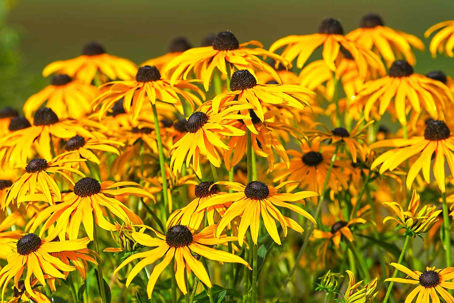 Rudbeckia Black Eyed Susan