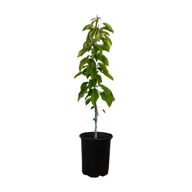 A potted young tree featuring thin trunk and green leaves