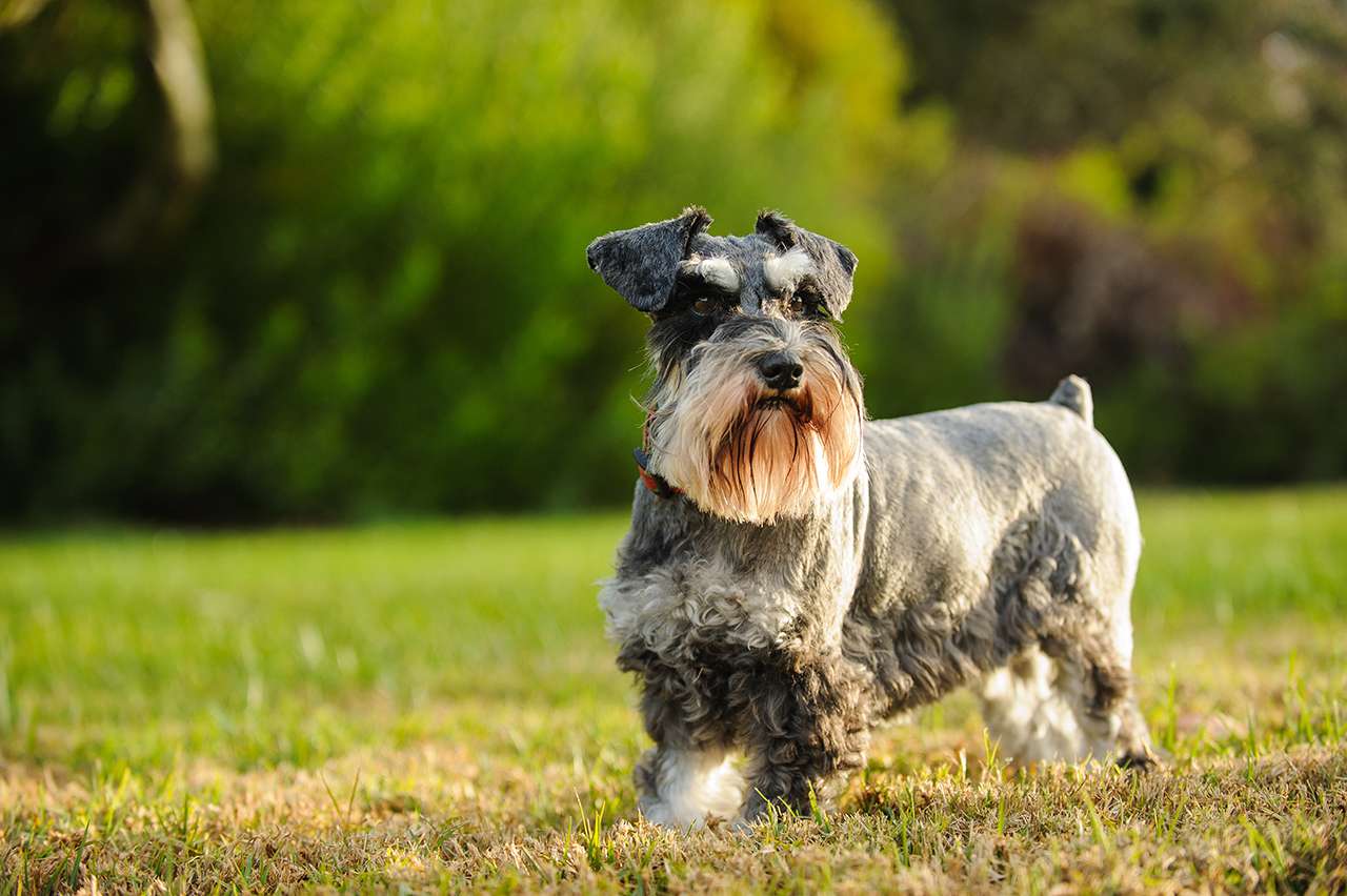 schnauzer dog