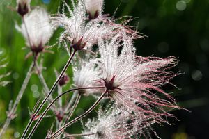 Closeup of prairie smoke flowers with dew