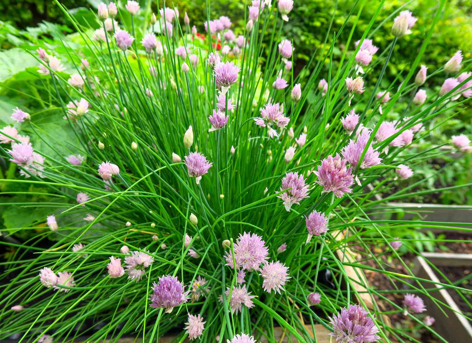 flowering chives in a garden