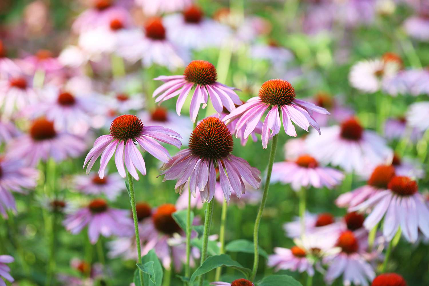 Purple coneflower