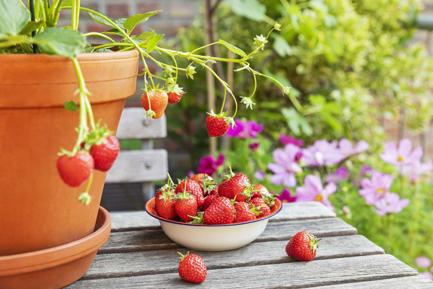 Ripe strawberries on wooden table