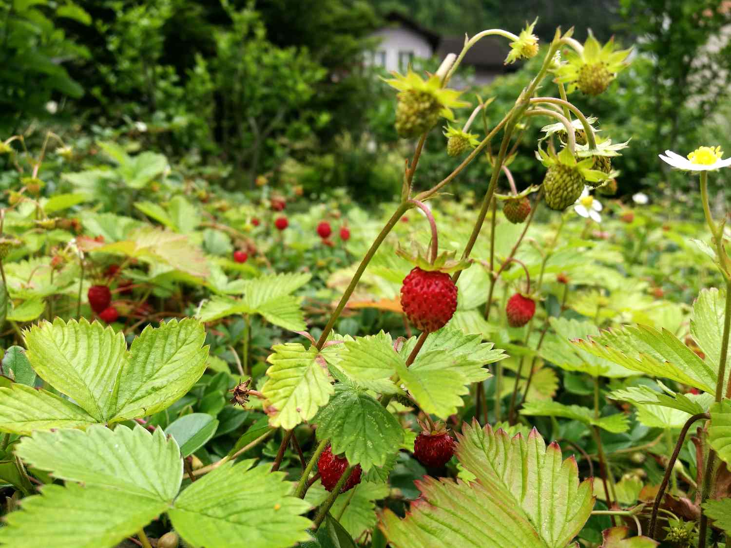 Wild Strawberries Growing Outdoors