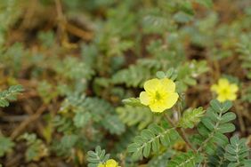 A yellow flower with green leaves growing in a patch of vegetation