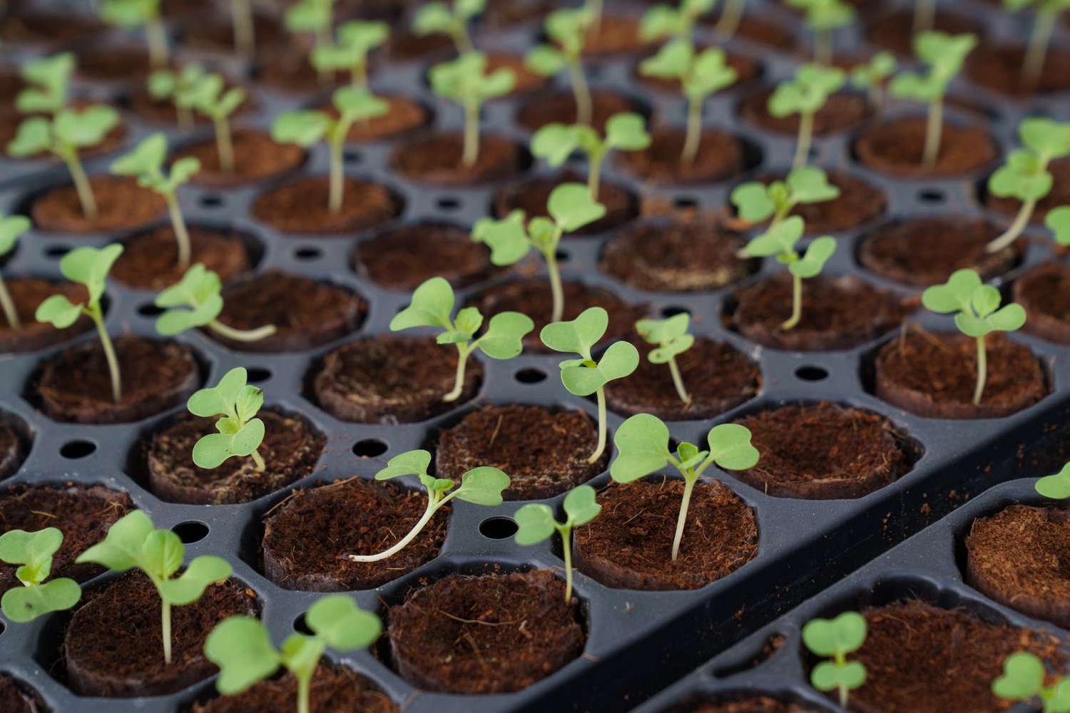 Seedlings sprouting in soilfilled trays