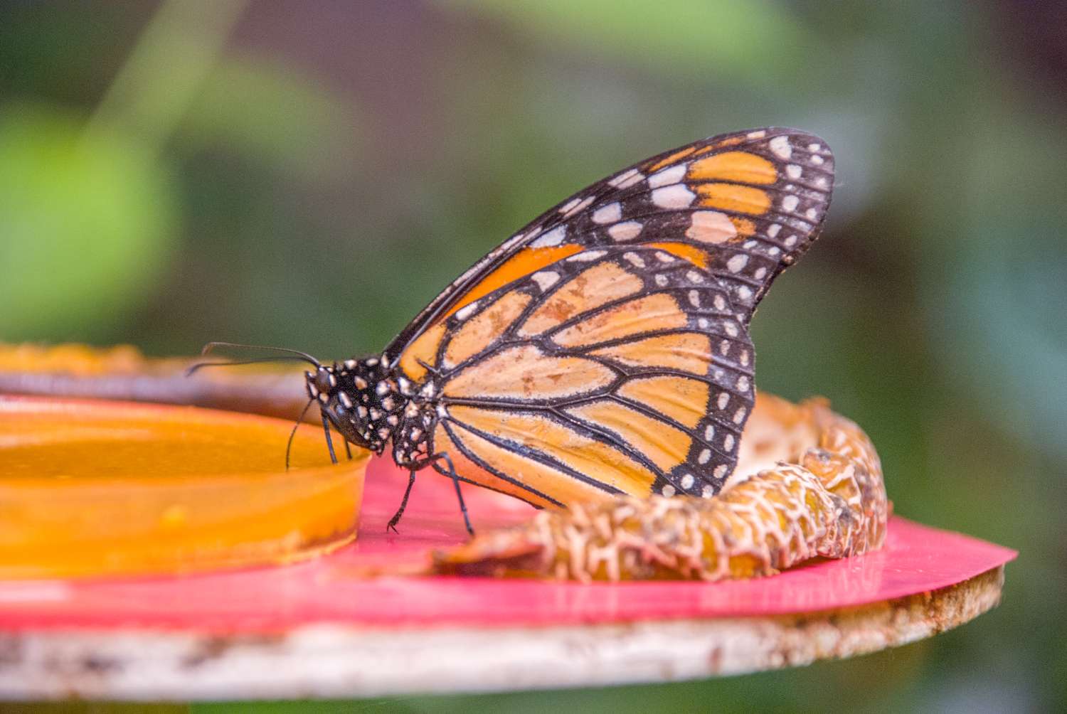 Butterfly perched on a surface next to fruit